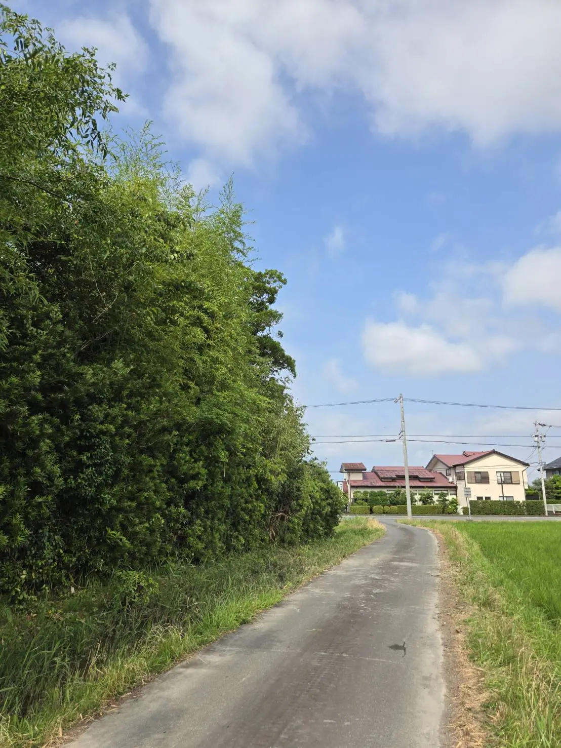 太田市　伐採作業（ヒノキ・クロマツの高木伐採） - After