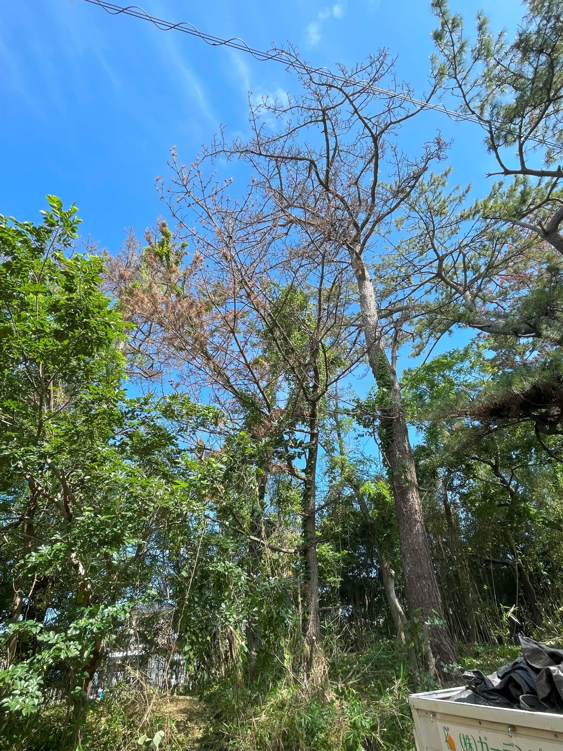 高崎市　伐採作業（雑木林の高木伐採） - Before