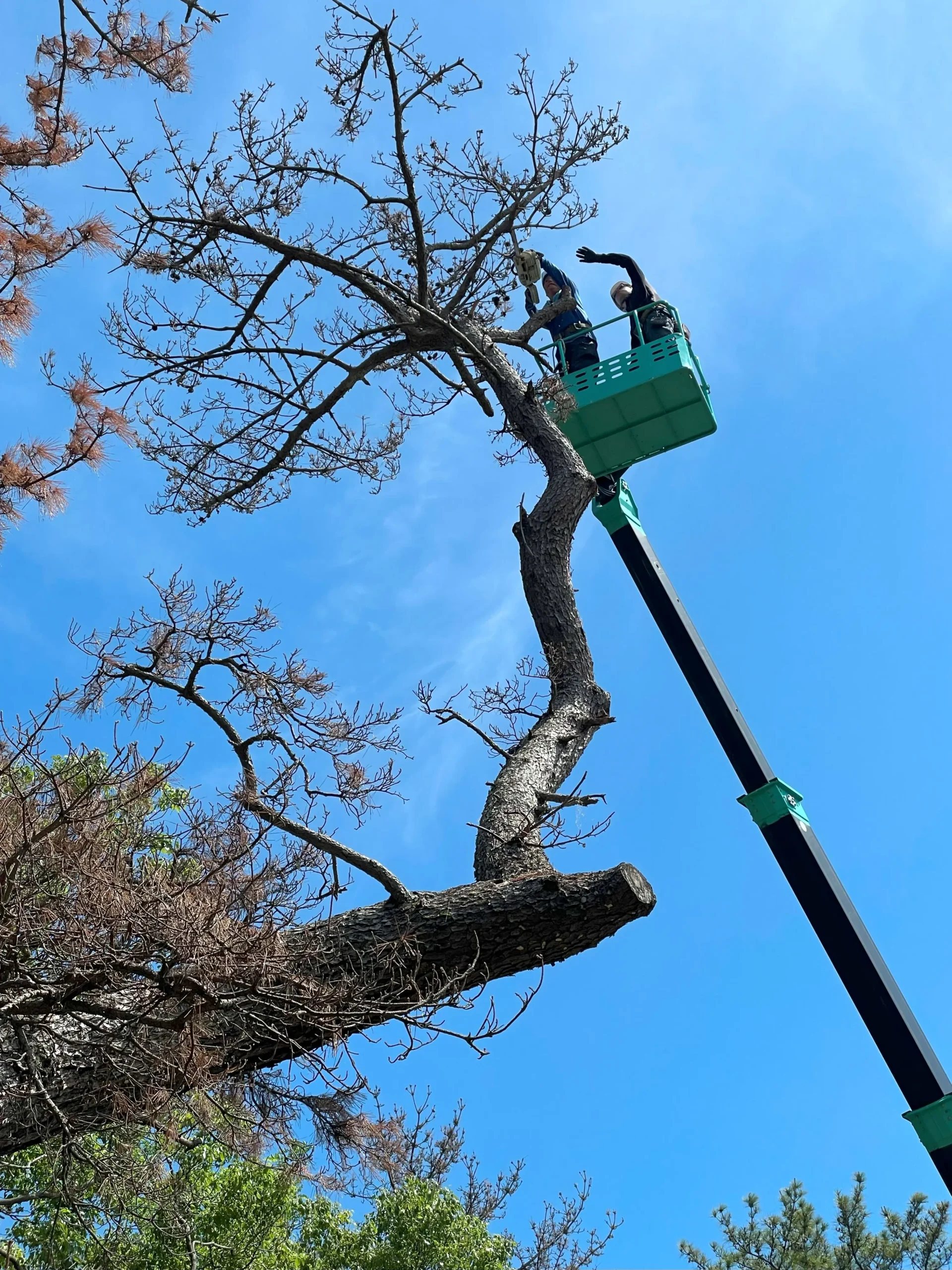 太田市　伐採作業（松の高木伐採） - Before
