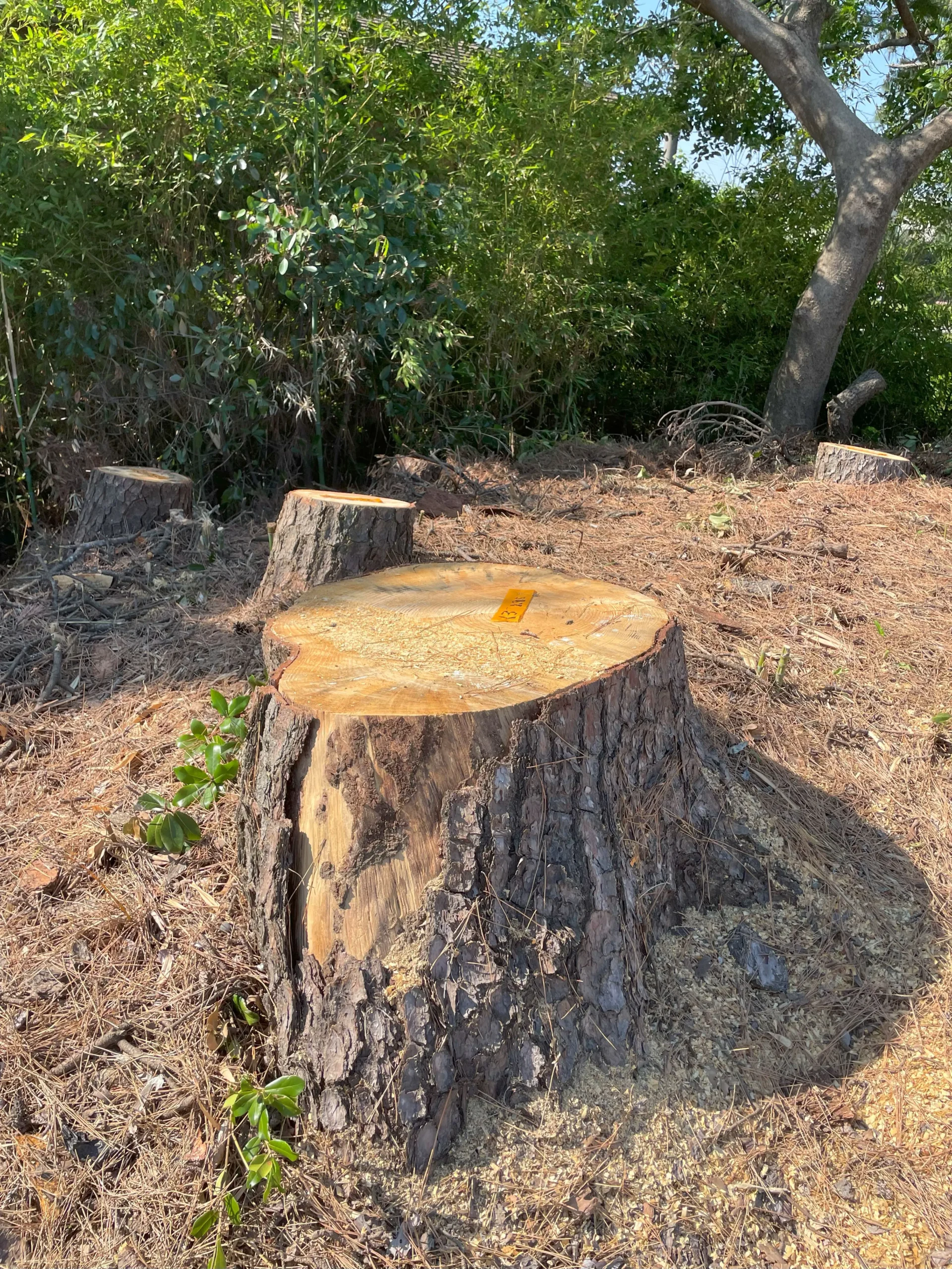 高崎市　伐採作業（雑木林の高木伐採） - After