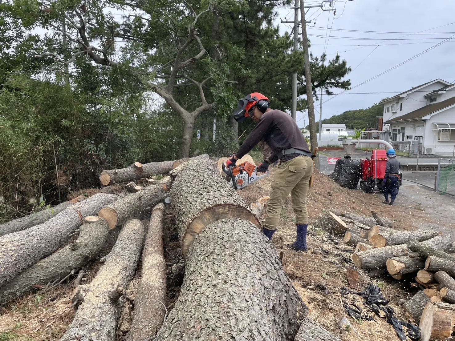 太田市　伐採作業（松の高木伐採） - After