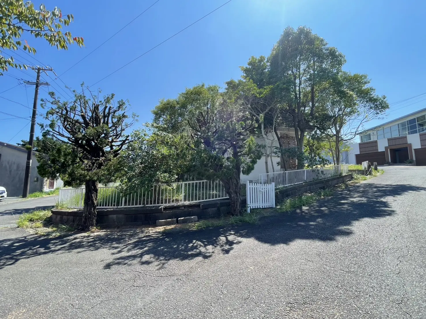 藤岡市　伐採作業（カイズカイブキの伐採・剪定） - After