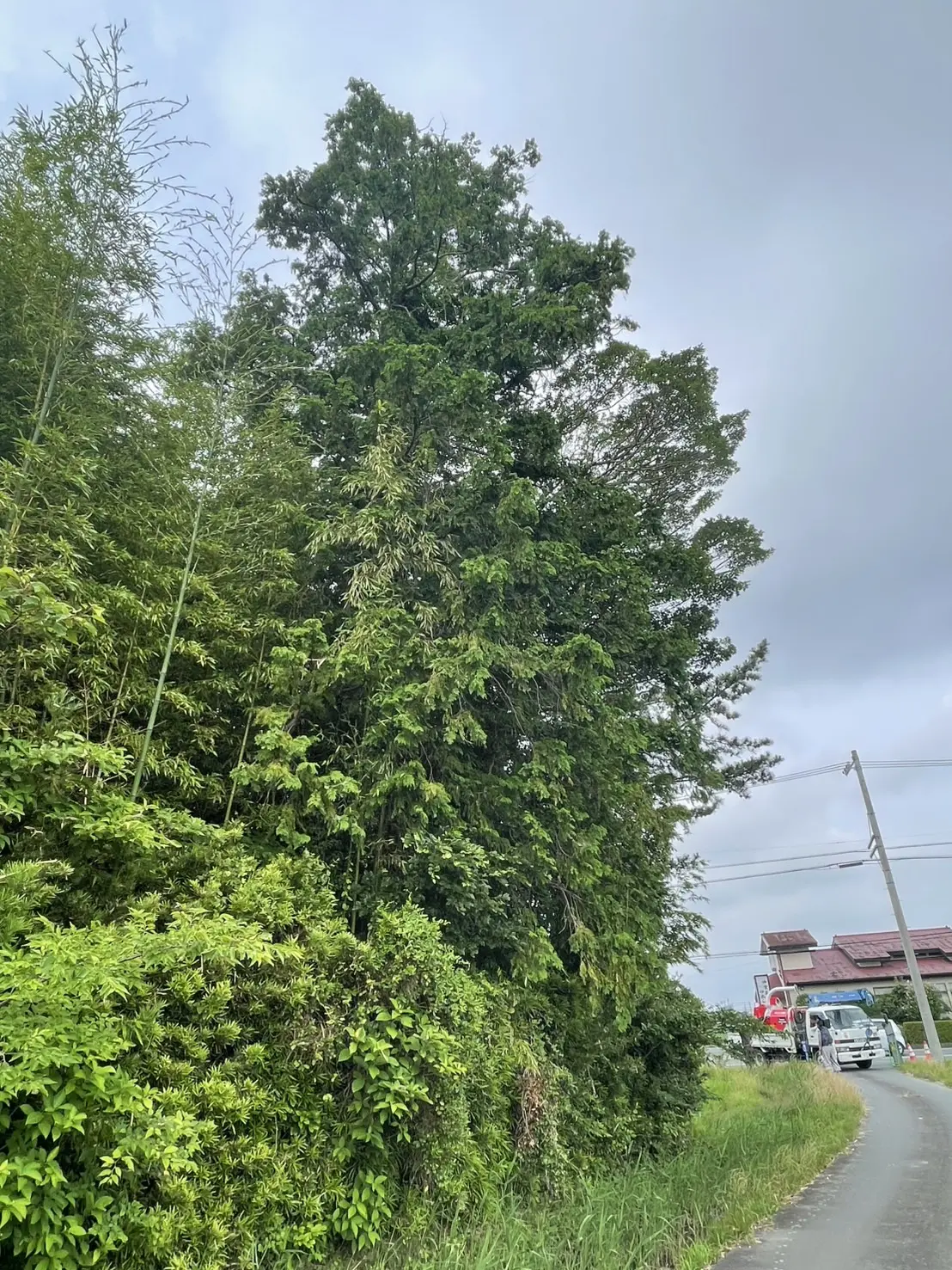 太田市　伐採作業（ヒノキ・クロマツの高木伐採） - Before