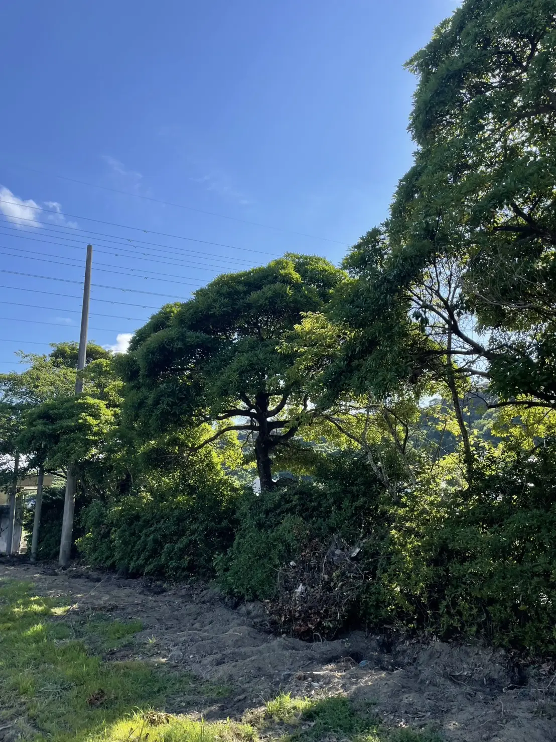 伊勢崎市　伐採作業（解体工事現場の高木伐採） - Before