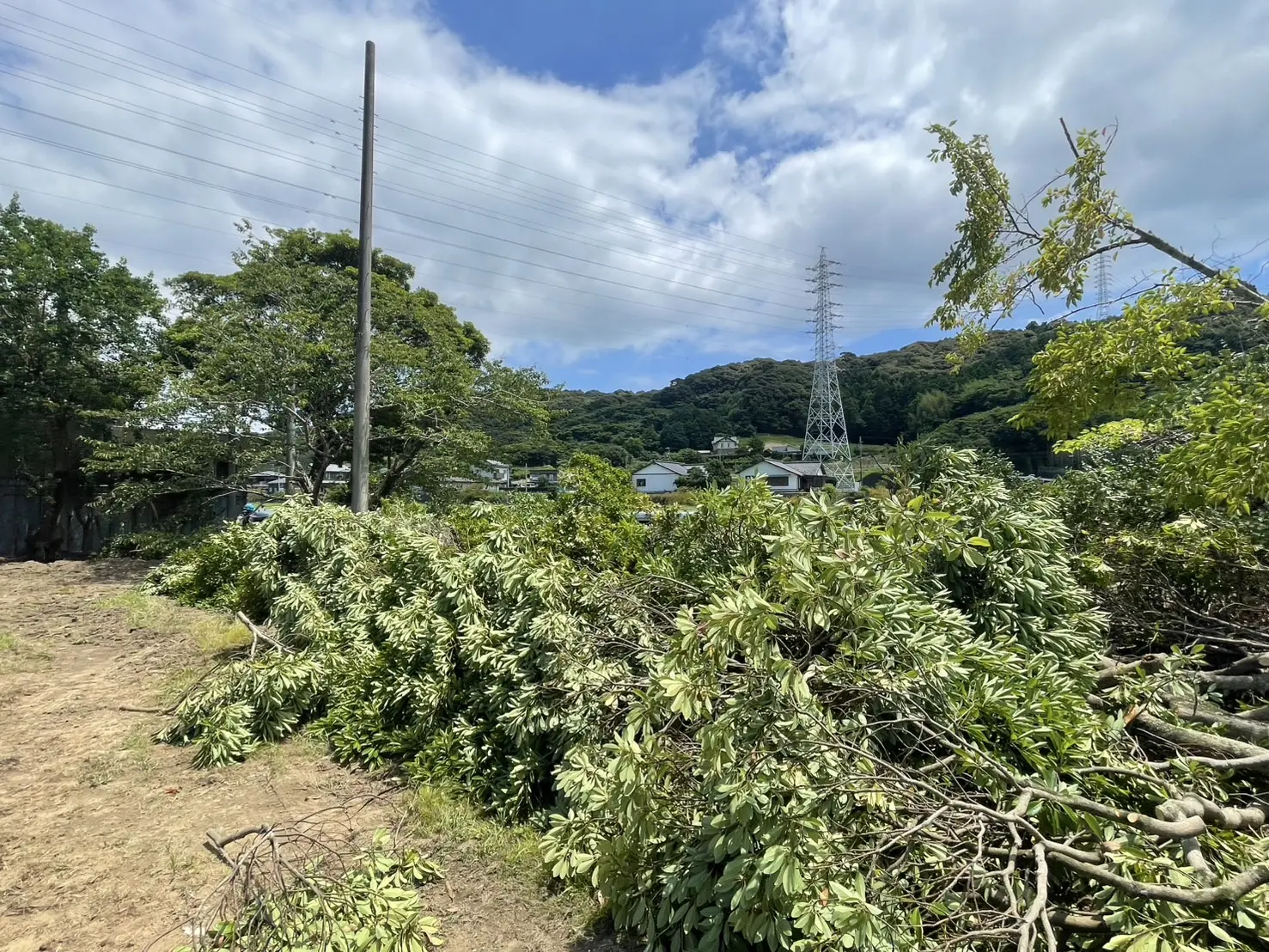 伊勢崎市　伐採作業（解体工事現場の高木伐採） - After