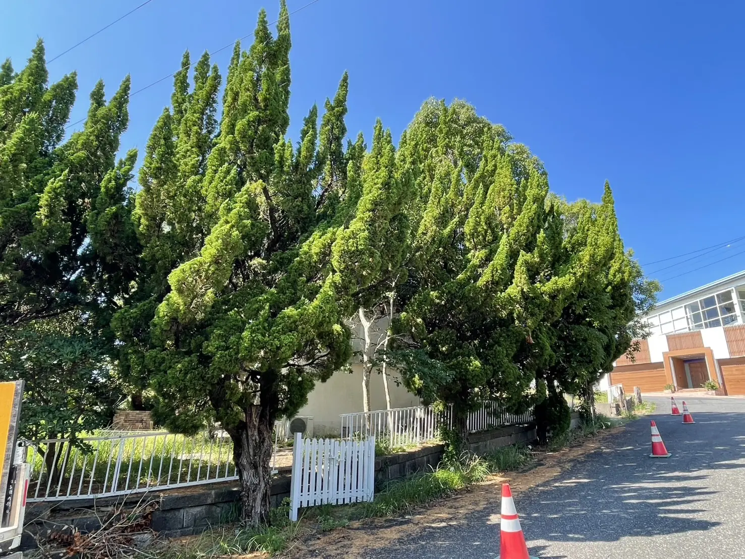 藤岡市　伐採作業（カイズカイブキの伐採・剪定） - Before