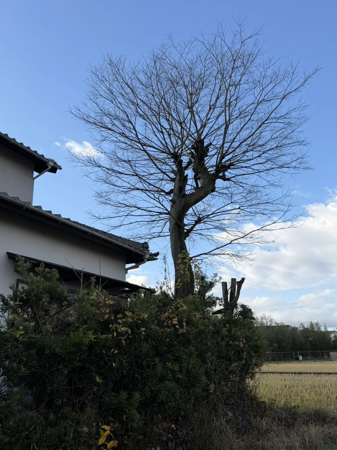 伊勢崎市　伐採作業（ケヤキの大木伐採） - Before