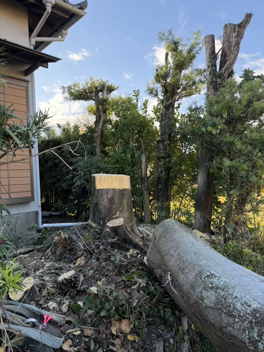 伊勢崎市　伐採作業（ケヤキの大木伐採） - After