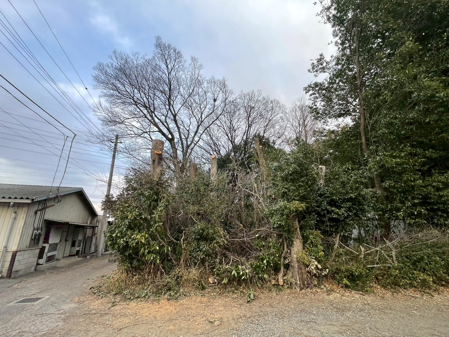 伊勢崎市　伐採作業（ケヤキの大木伐採） - After