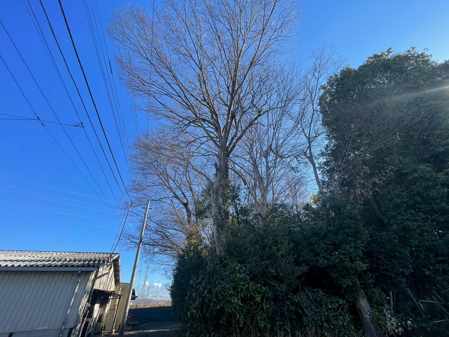 伊勢崎市　伐採作業（ケヤキの大木伐採） - Before