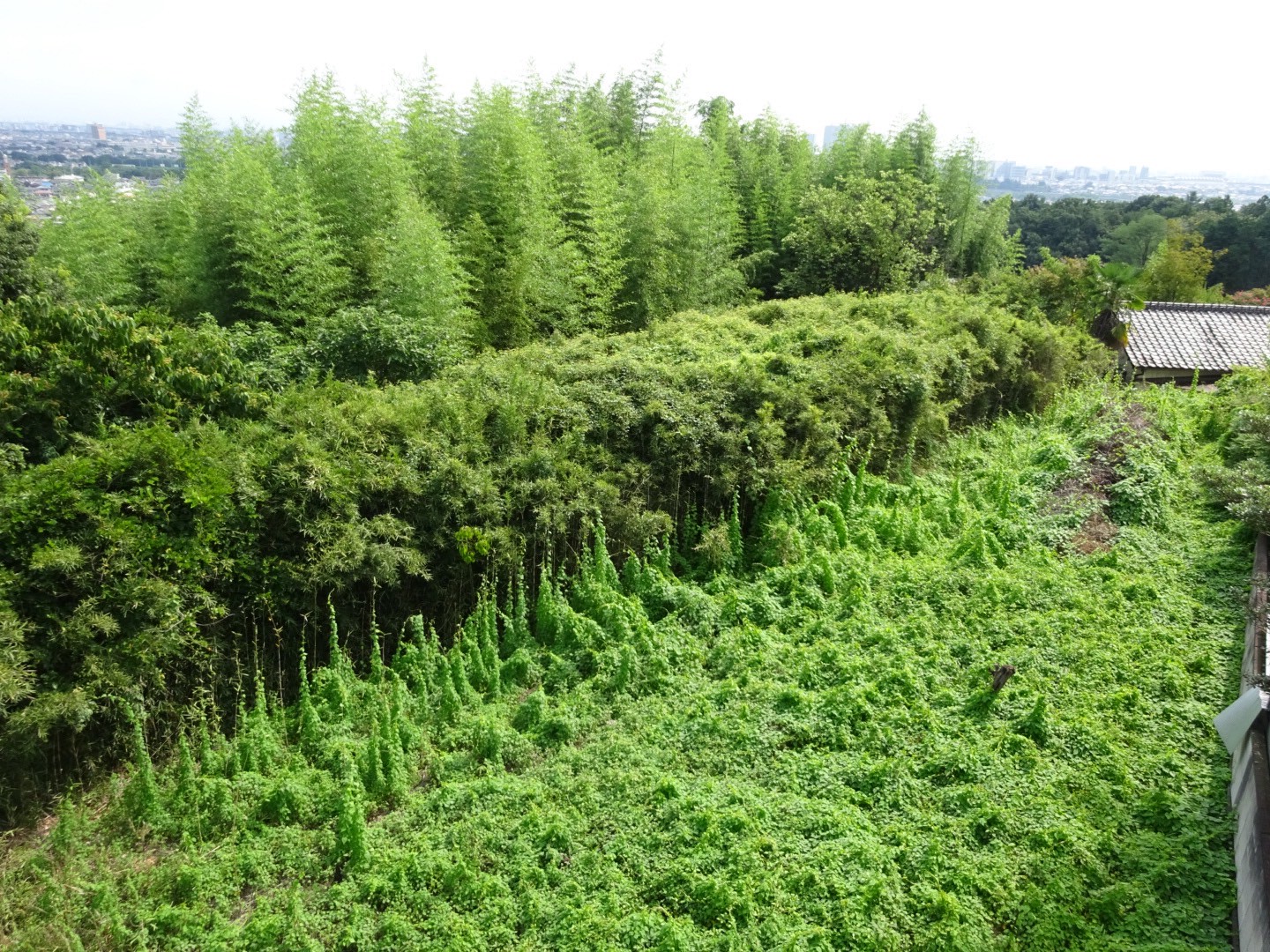 高崎市　伐採作業（約400坪の竹・篠伐採） - Before