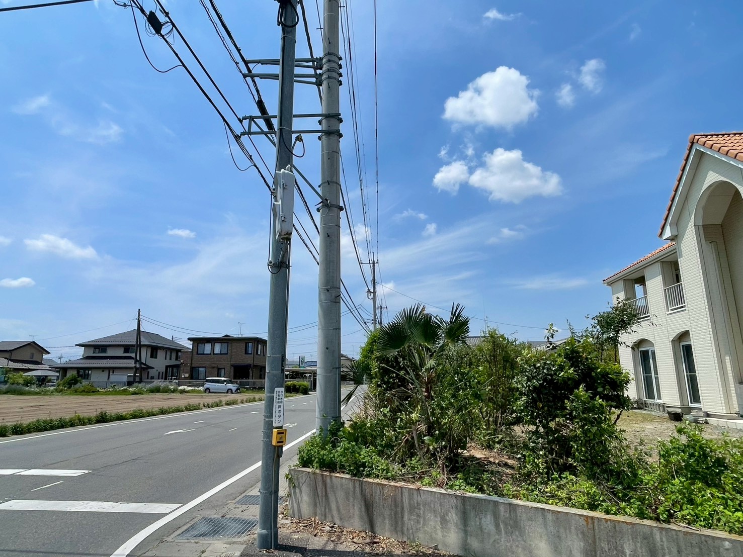 前橋市　伐採作業（ユーカリの高木伐採） - After