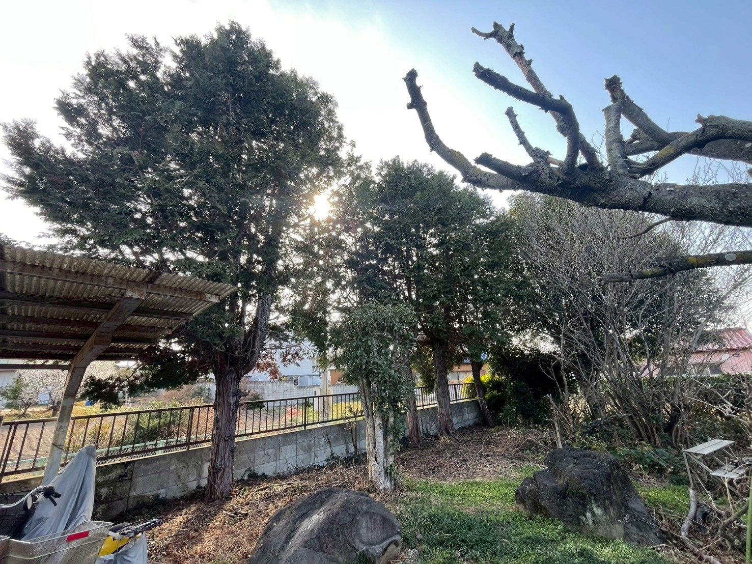 伊勢崎市　伐採作業（庭木伐採） - Before