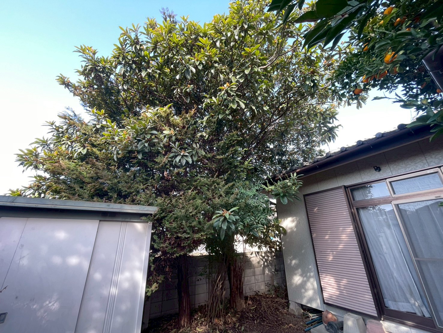 前橋市　伐採作業（庭木高木伐採） - Before