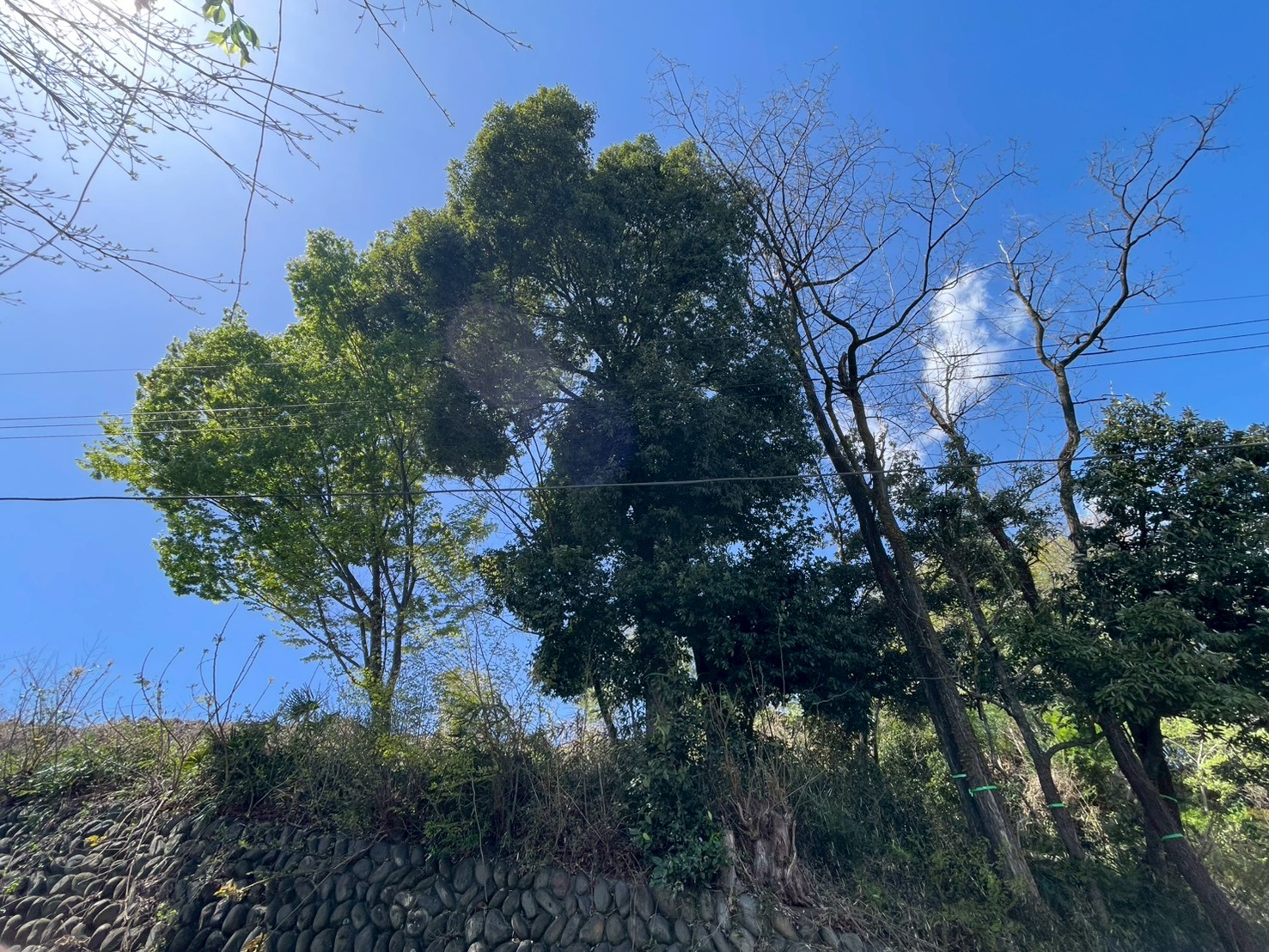 前橋市　伐採作業（支障木伐採） - Before