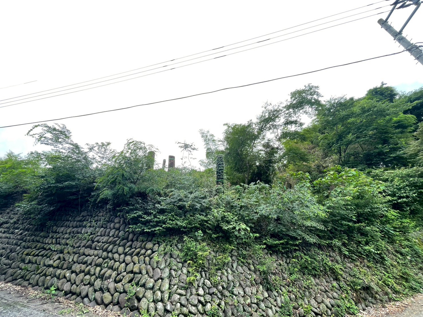 前橋市　伐採作業（支障木伐採） - After