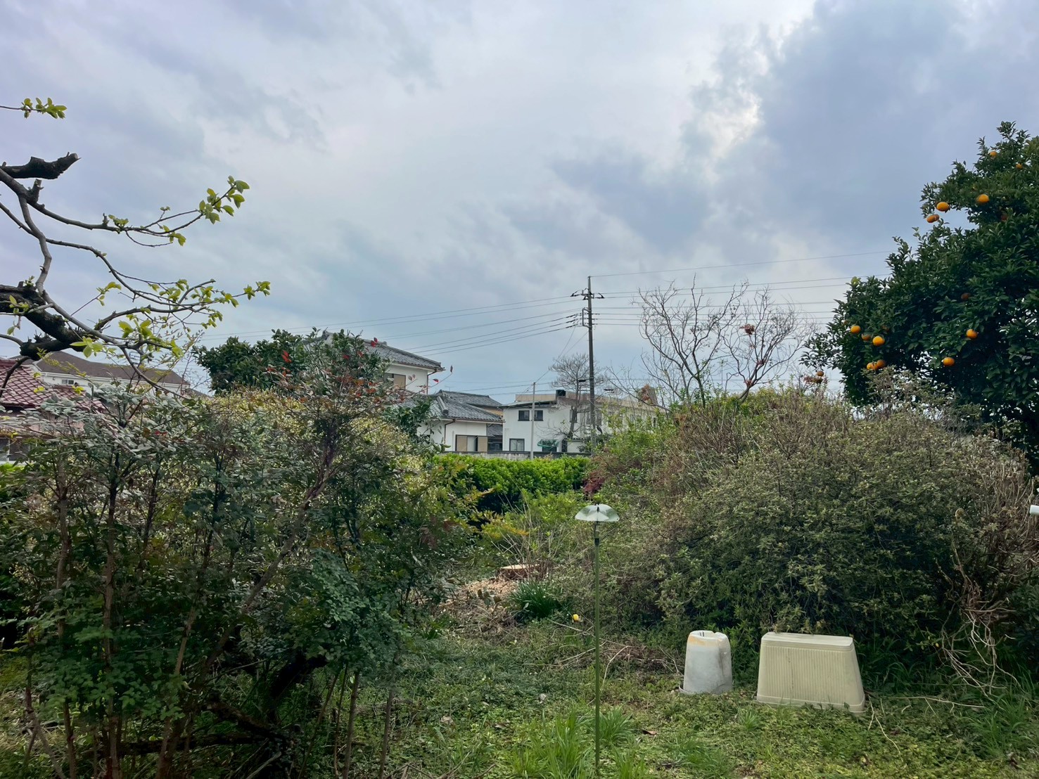 玉村町　伐採作業（庭木高木伐採） - After